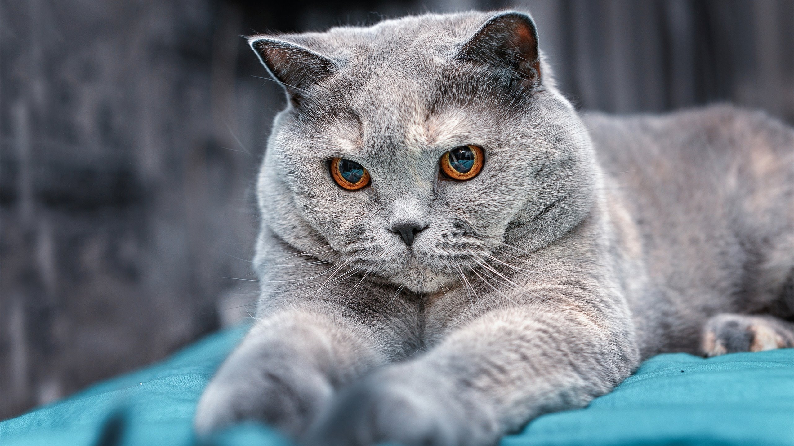 开云体育官网-意甲争冠悬念终结之战，当绿茵场上的森林狼提前扑灭了黄蜂的反击