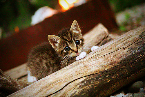 当新疆飞虎斩落NBA雄鹿,当哈利伯顿在F1接管比赛,年度最荒谬体育类比?