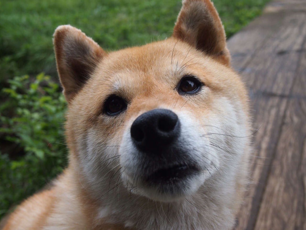 沙特三球完胜伊拉克，基耶萨独造两球主宰比赛，亚洲足坛格局再起波澜？